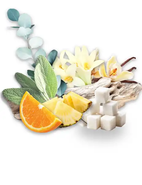 Desert Palm Clean Fragrance - Fragrances